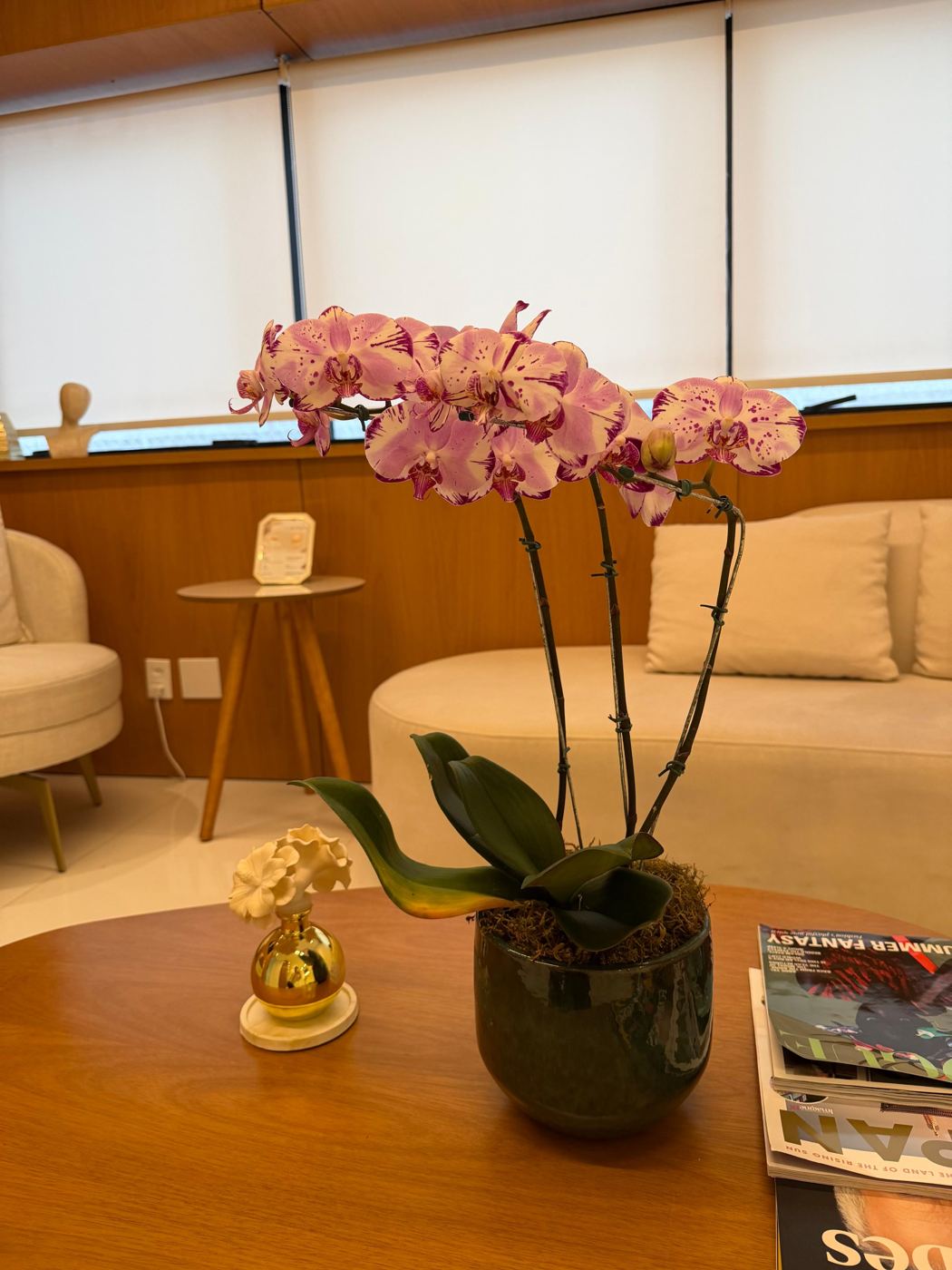 Orquídea na mesa de centro da sala de espera